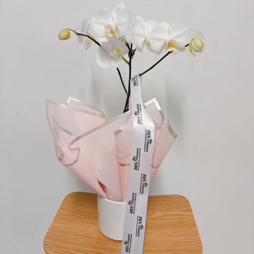 White Phalaenopsis Orchid Plant with Ceramic Pot