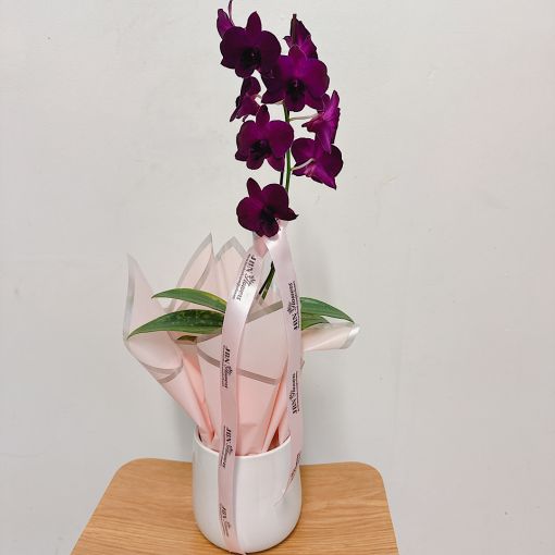 Purple Phalaenopsis Orchid Plant with glass vase 