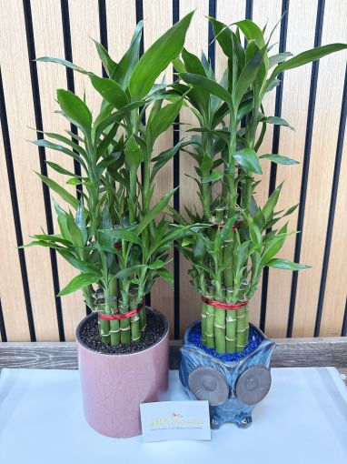 Lucky Bamboo 2 tiers L