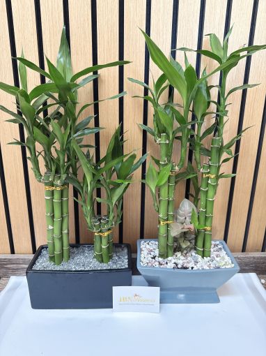 Lucky Bamboo Double