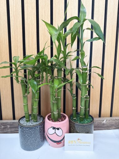 Lucky Bamboo 3 st